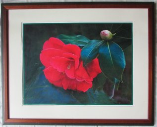 Contemporary Unsigned Digital Pigment Print, Entitled 'RED CAMELIA With BUD,' Large Approx 41' X 33.5,' Framed