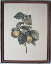 Vintage ALEX Dre CHAPPONIER Print, PEARS Botanical, Approx 26.5' X 21,' Framed