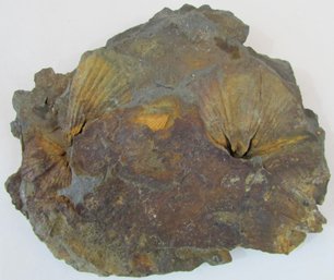 Natural FOSSIL, SEASHELLS, Irregular Shape, Approximately 5' X 6'