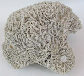 Large Natural CORAL, Weighs Approximately 2,120g