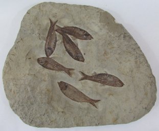 Natural FOSSIL, Large With Several FISH, Irregular Shape, Measures Approximately 12'