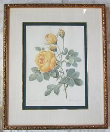 Vintage Bombay Co, PJ REDOUT Print, Yellow SULPHUR ROSE, Approx 28.5' X 23.5,' Nicely Framed