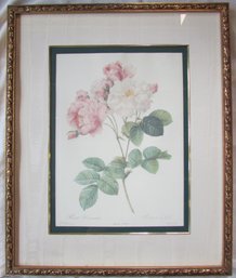 Vintage Bombay Co, PJ REDOUT Print, Pink & White 'ROSA DAMASCENA,' Approx 28.5' X 23.5,' Nicely Framed