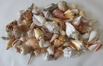 Large Lot Of Natural SEASHELLS, Approximately Three 3 Lbs