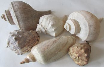 Lot Of Six 6 Natural SEASHELLS, Includes HELEMT Variety