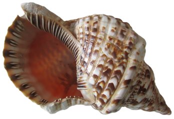 Large Natural SEASHELL, TRITON'S TRUMPET Variety, Approximately 10'