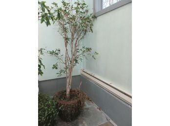 Large LIVE TREE In Green Ceramic Planter Pot, Approximately 8'    #2