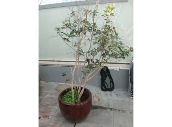 Large LIVE TREE In Red Ceramic Planter Pot, Approximately 6'    #4