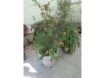 Large LIVE Quince Plant Shrub In Gray Planter Pot, Approximately 5'    #7