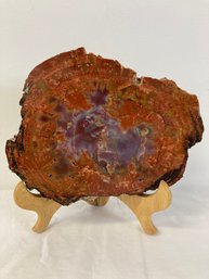 Very Fine Fossilized Petrified Wood Tree Stump Slab