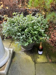 Neoclassical Gray Composition Urn With Licorice Plant