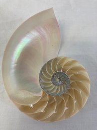 Nautilus Half Shell