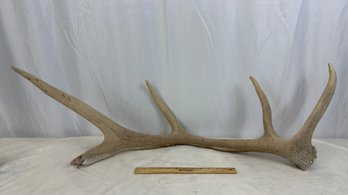 5 Point Deer Antler