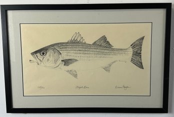 Dianne Congdon Striped Bass Lithograph Fish Print