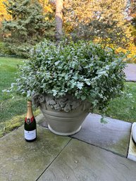 Neoclassical Gray Composition Urn With Licorice Plant