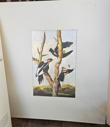 #114 - Audubon Print