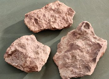 3 Shell Fossils