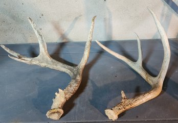 Antlers  Approximately 13'