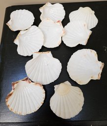 #119 - Scallop Shells