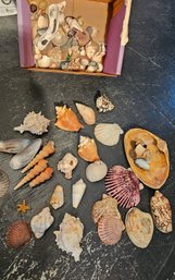 #73 - Sea Shells