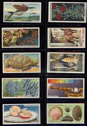 CIGARETTE CARDS Wills 1926 Do You Know LOT OF 10