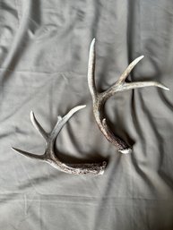 Deer Antler Antlers Lot Of Two