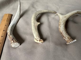 Deer Antler Antlers Lot Of Three