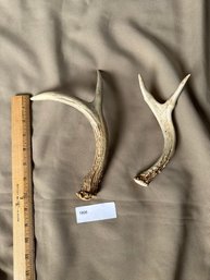 Deer Antler Antlers Lot Of Two