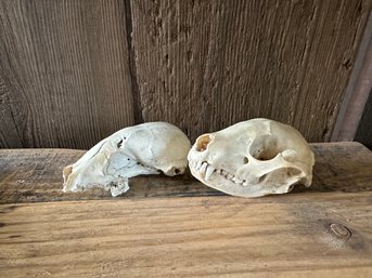Animal Skull Lot Of Two Taxidermy Racoon