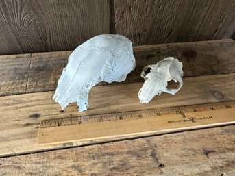 Animal Skull Lot Of Two Skulls Taxidermy