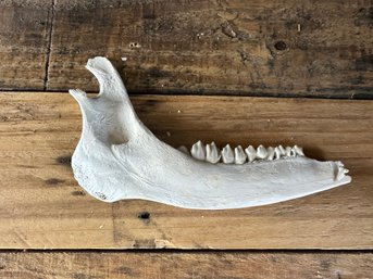 Animal Jaw Piece Taxidermy