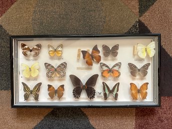 Framed Butterflies Wall Decor