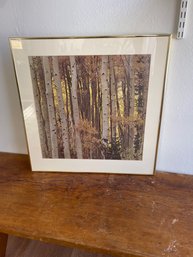 Nicely Matted And Framed Aspen Tree Photo