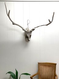 Deer Skeleton/partial Skull With Very Lg Antlers.