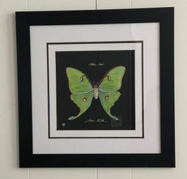 Lunar Moth Art Print:  Nicely Matted And Framed