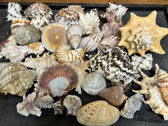 A Beautiful Array Of Shells