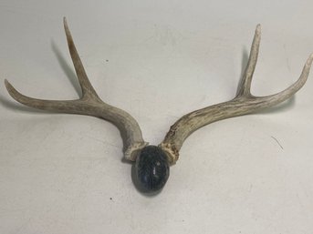 Found Wonderful Little Antlers With Egg Like Mineral Rock