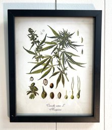 'Not Your Mama's'  Framed Botanical  Art Piece. Cannabis Sativa