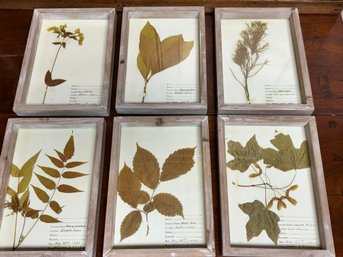 Framed Pressed Botanicals Set