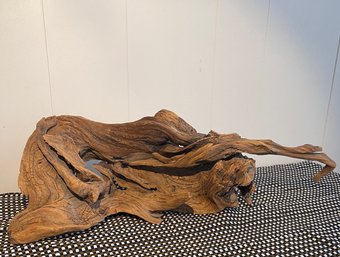 Awesome X-tra Large Knotty And Curled Driftwood.  24 X 12 X 9 High