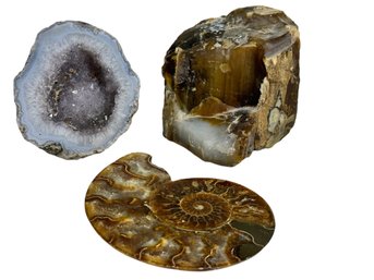 Ammonite,  Petrified Wood And Geode Lot