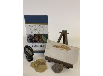 National Audubon Society Fossils Book With An Array Of Fossils