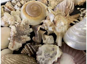 Beautiful Array Of Shells !!!