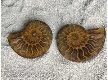 Ammonite Fossil Pair Approx. 2 Inch