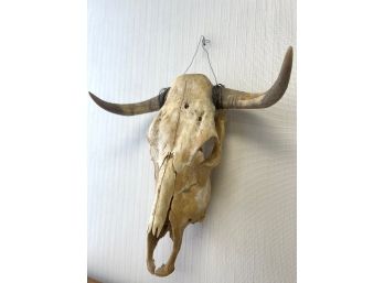 Real Cow/Steer Skull Head With Horns.   #2Wrapped In Wire For Easy Hanging