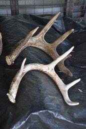 LOT 87 - REAL DEER ANTLER SHEDS