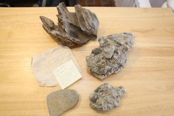 LOT 252 - AMAZING ROCKS WITH SHELLS IN THEM, READ THE NOTE WE FOUND WITH THEM WE FOUND! COOL!