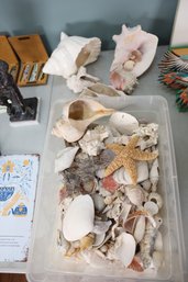 LOT 71 - OCEAN SHELLS AND RELTATED