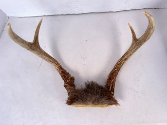 136 - DEER ANTLERS