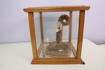 75 - AMAZING REAL RATTLESNAKE TAXIDERMY IN DISPLAY CASE - WOW!!!